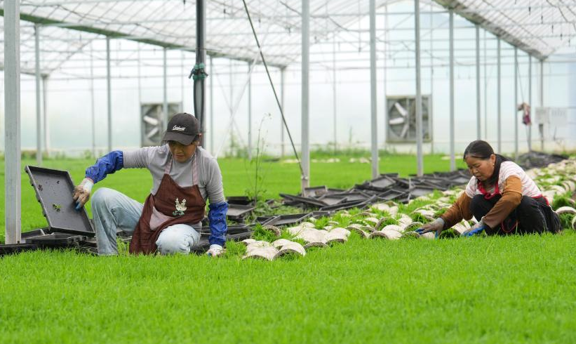 无人驾驶农机助力洞庭湖畔春耕作业